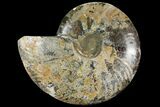 Cut Ammonite Fossil (Half) - Agatized #97763-1